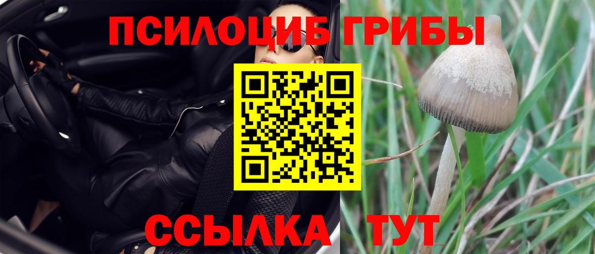 Псилоцибиновые грибы мицелий Ангарск